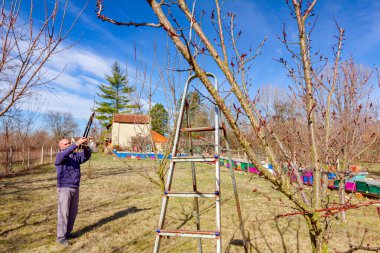 Yaşlı çiftçi, bahçıvan meyve ağaçlarının dallarını buduyor. Baharın ilk zamanlarında, arı kolonisi yakınlarında, meyve bahçesinde uzun kesiciler kullanıyor..