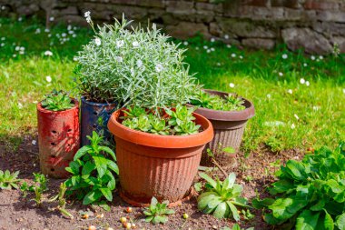 Yeşil bitki örtüsü plastik kapta, sulu bitkide, Houseleek 'te, Sempervivum' da yetişiyor..