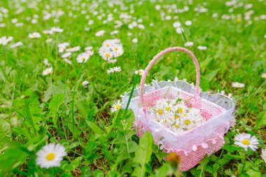 Toplanmış beyaz papatya çiçekleriyle dolu küçük dekoratif sepet.. 