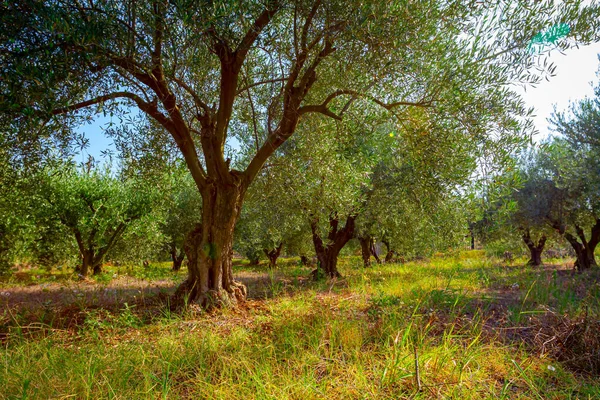 Pohled Baldachýny Zelených Olivovníků Plantáži — Stock fotografie