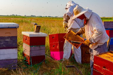 Arı yetiştiricileri bal peteğini ahşap çerçeveden çıkarıp arı kovanlarından bal ve hasat çıkarıyorlar..