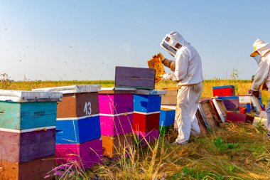 Arı yetiştiricileri bal peteğini ahşap çerçeveden çıkarıp arı kovanlarından bal ve hasat çıkarıyorlar..