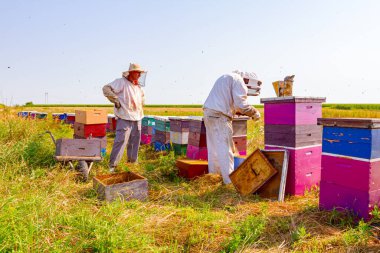 Arı yetiştiricisi, arı kolonisindeki durumu kontrol etmek için ahşap çerçevedeki peteği çıkarıyor. Diğeri de el arabasının çerçevelerini yerleştirmek için bekliyor..