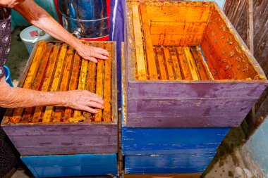 Bal almak için arı kovanlarından bal peteği çıkaran yaşlı bir kadın, arı yetiştiricisi var..