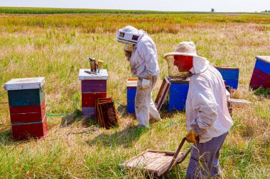 Arı yetiştiricisi, arı kolonisindeki durumu kontrol etmek için ahşap çerçevedeki peteği çıkarıyor. Diğeri de el arabasının çerçevelerini yerleştirmek için bekliyor..