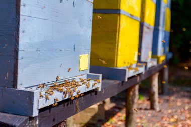Arılar uçuyor ve kovan girişindeki güvertede eve dönüyorlar..