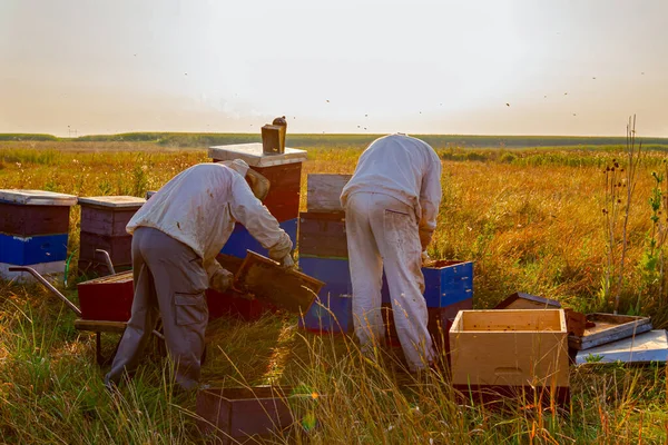 Arı Yetiştiricileri Bal Peteğini Ahşap Çerçeveden Çıkarıp Arı Kovanlarından Bal — Stok fotoğraf