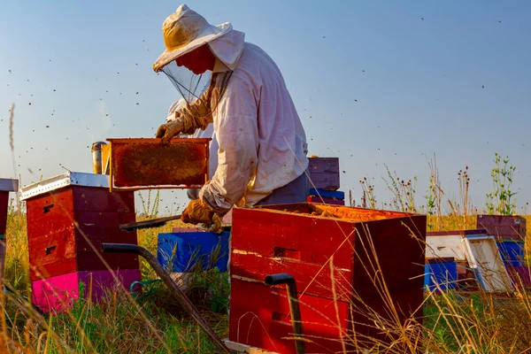 Imker Holen Die Bienenwaben Auf Holzrahmen Heraus Honig Aus Den — Stockfoto