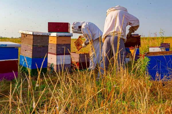 Los Apicultores Están Sacando Panal Marco Madera Para Extraer Miel —  Fotos de Stock