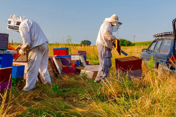 Les Apiculteurs Sortent Nid Abeille Sur Cadre Bois Pour Extraire — Photo