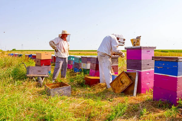 Arı Yetiştiricisi Arı Kolonisindeki Durumu Kontrol Etmek Için Ahşap Çerçevedeki — Stok fotoğraf