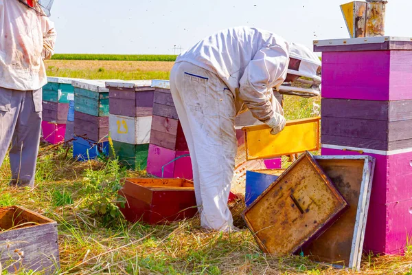 Μελισσοκόμος Βγάζει Την Κηρήθρα Στο Ξύλινο Πλαίσιο Για Ελέγξει Την — Φωτογραφία Αρχείου