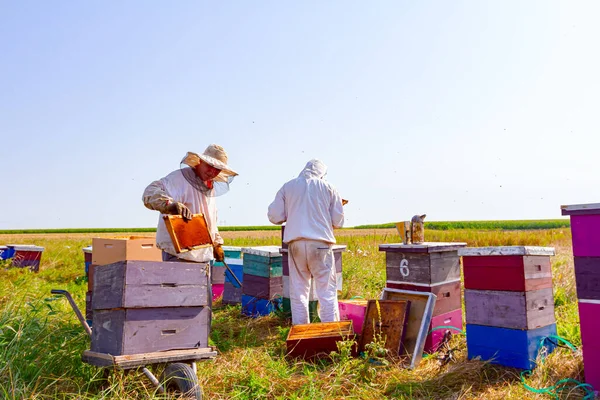 Imker Holen Die Bienenwaben Auf Holzrahmen Heraus Honig Aus Den — Stockfoto