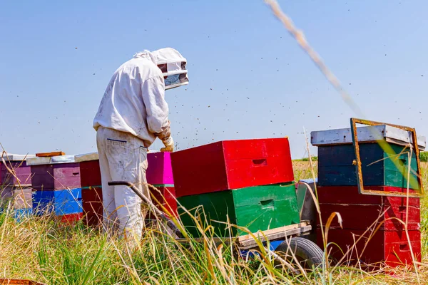 Arı Yetiştiricisi Ahşap Renkli Arı Kovanları Arı Kolonilerindeki Durumu Kontrol — Stok fotoğraf