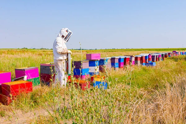 Imker Beheerst Situatie Beklede Houten Bijenkorven Bijenkolonie — Stockfoto