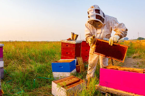 Méhész Kontrollálja Helyzetet Bélelt Színű Méhkaptárakban Méhkolóniában — Stock Fotó