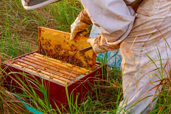 養蜂家は蜂のコロニーで蜂の巣の上で群れの活動を探しています — ストック写真