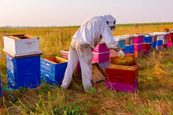 Apiculteur Sort Nid Abeille Sur Cadre Bois Pour Extraire Miel — Photo