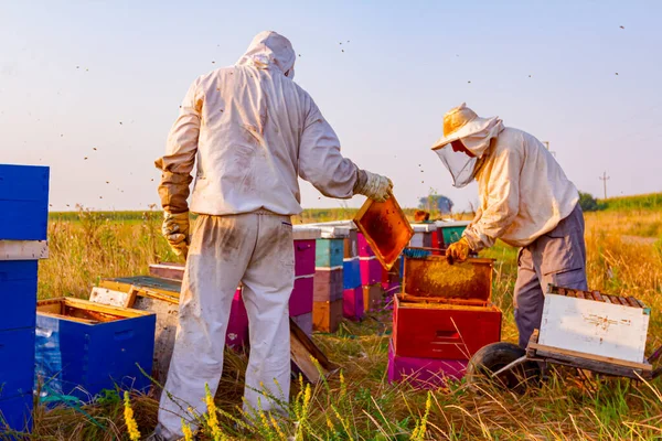 Imker Holen Die Bienenwaben Auf Holzrahmen Heraus Honig Aus Den — Stockfoto