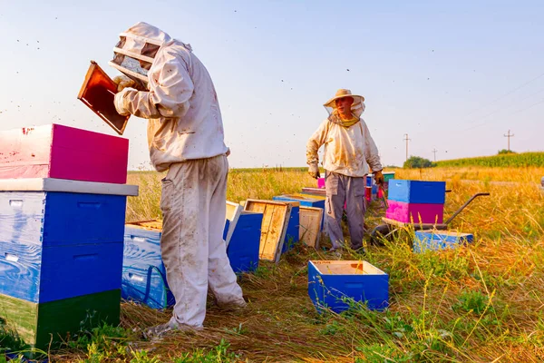 Imker Holen Die Bienenwaben Auf Holzrahmen Heraus Honig Aus Den — Stockfoto