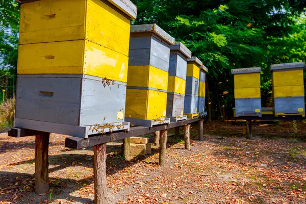 Gli Alveari Colorati Legno Fila Sono Collocati Costruzioni Legno Sollevate — Foto Stock