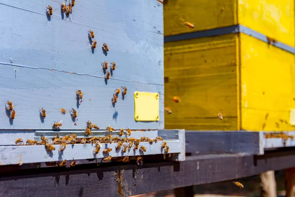 Bienen Fliegen Aus Und Kehren Bienenstock Eingang Auf Dem Landebrett — Stockfoto