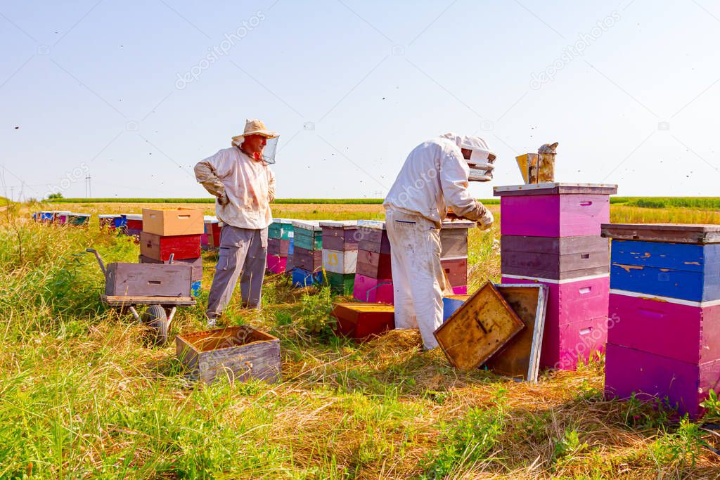 Beekeeper is taking out the honeycomb on wooden frame to control situation in bee colony, the other is waiting to pack frames on the wheelbarrow.