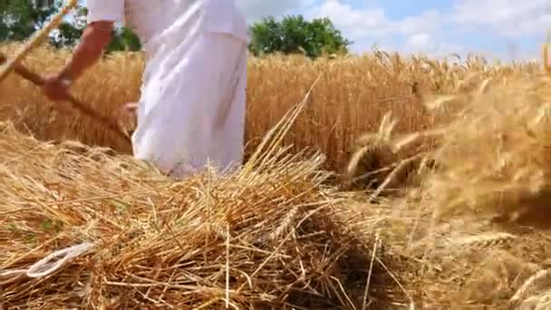 Grupo Personas Están Cosechando Trigo Manualmente Una Manera Rural Tradicional — Vídeos de Stock