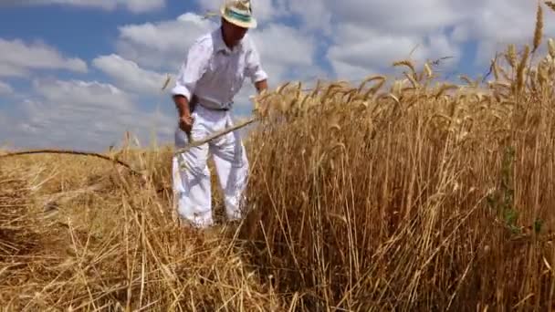 Çiftçi Buğday Kesiyor Çiftçi Buğdayı Geleneksel Kırsal Alanda Tırpanla Elle — Stok video