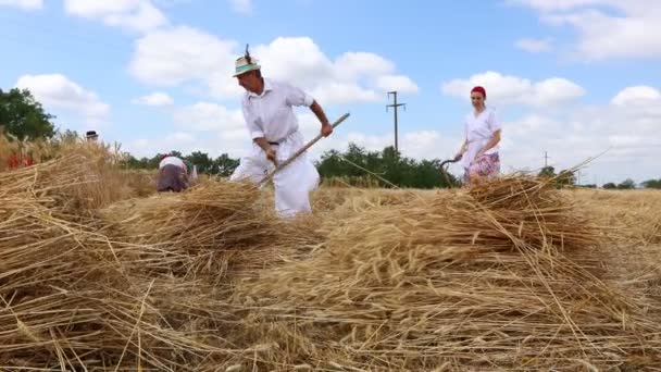 Muzlja Vojvodina Serbia Julio 2021 Xxxviii Tradicionalmente Cosecha Trigo Grupo — Vídeos de Stock