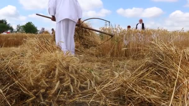 Muzlja Vojvodina Servië Juli 2021 Xxxviii Traditioneel Tarweoogst Groep Mensen — Stockvideo