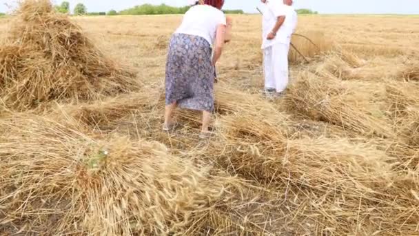 Muzlja Vojvodina Serbien Juli 2021 Xxxviii Traditionelle Weizenernte Frauen Sammeln — Stockvideo