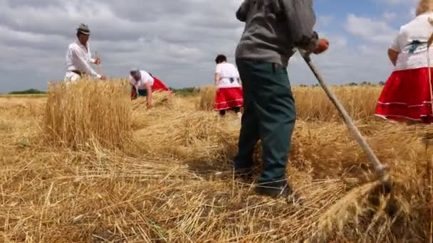 Muzlja Voyvodina Sırbistan Temmuz 2021 Xxviii Geleneksel Buğday Hasadı Bir — Stok video