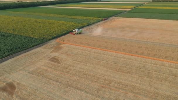 Aerial Dolly Przenieść Widok Kombajn Rolniczy Połączyć Jak Cięcia Zbioru — Wideo stockowe