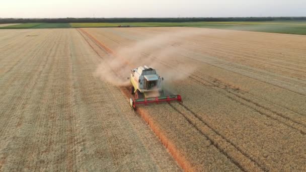 Luftwagen Bewegen Ansicht Von Landwirtschaftlichen Mähdrescher Mähdrescher Wie Schneiden Und — Stockvideo