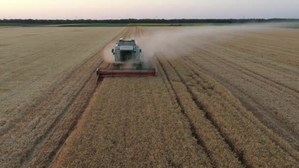 Aerial Dolly Przenieść Widok Kombajn Rolniczy Połączyć Jak Cięcia Zbioru — Wideo stockowe