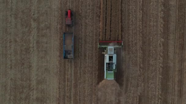 畑で成熟した小麦を切断して収穫するという 農業用収穫機の空中大胆な動きの眺め — ストック動画