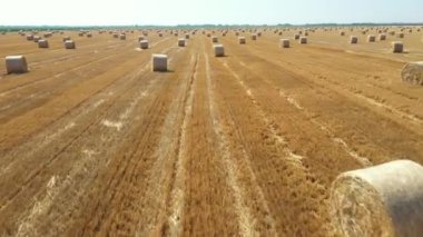 Dolly tarla görüntüsü üzerinde yuvarlak saman balyaları ile tarımsal istif için hazırlanan tahıl hasat sonra.