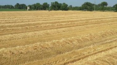 Dolly tarla görüntüsü üzerinde yuvarlak saman balyaları ile tarımsal istif için hazırlanan tahıl hasat sonra.