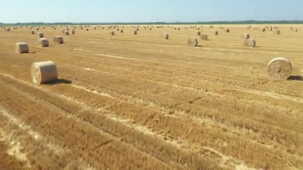 Vue Aérienne Champ Agricole Avec Balles Rondes Paille Après Récolte — Video