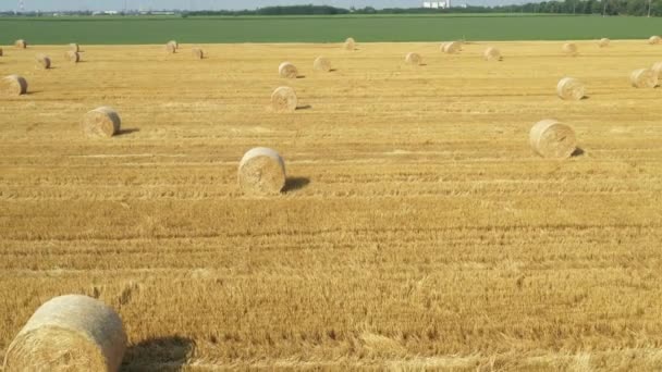 Über Dolly Rückwärts Bewegen Blick Auf Landwirtschaftliche Feld Mit Runden — Stockvideo