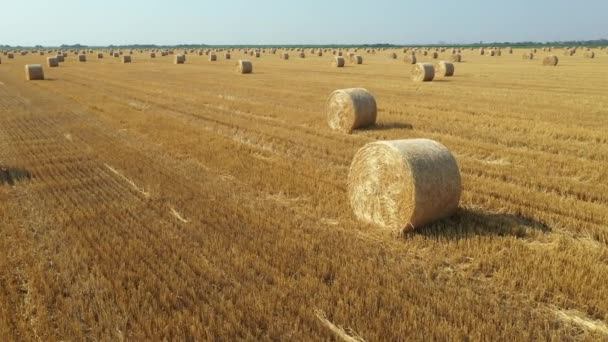 Dessus Chariot Avancer Vue Champ Agricole Avec Balles Rondes Paille — Video