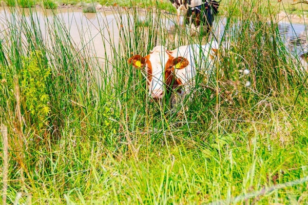 Herd Domestic Cows Shore Pond Watering Hole One Curious Looking — Stock Photo, Image