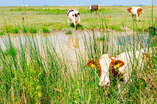 Стадо Домашних Коров Берегу Пруда Водопоя Одна Любопытная Смотрит Камеру — стоковое фото