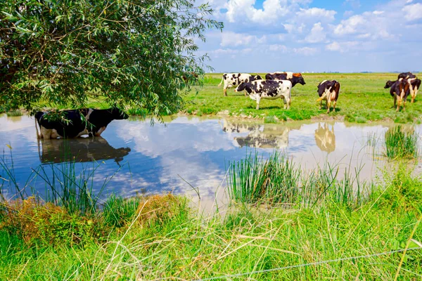 Herd Domestic Cows Grazing Grass Pasture Shore Pond One Standing — Stock Photo, Image