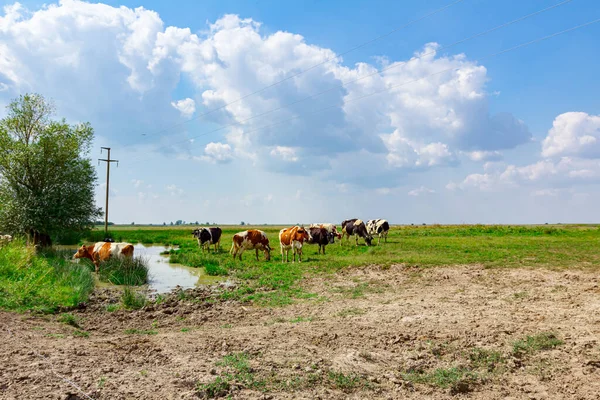 Herd Domestic Cows Grazing Grass Pasture Shore Pond One Standing — Stock Photo, Image