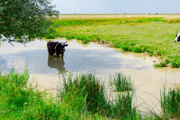 Black and white cow is standing in pond in the shade under a tree to cool down.