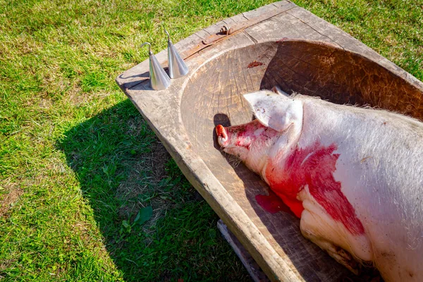 Bañera Madera Vintage Con Cerdo Sacrificado Ella Colocada Sobre Hierba —  Fotos de Stock