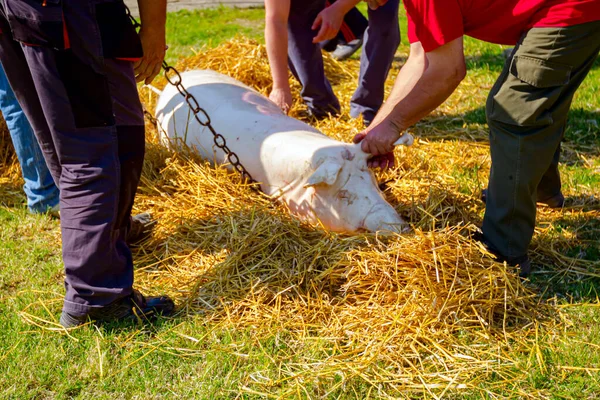 肉屋のチームワークは鎖で屠殺された豚を保持し 豚の皮から髪を燃焼するための準備 わらにそれを運びます — ストック写真