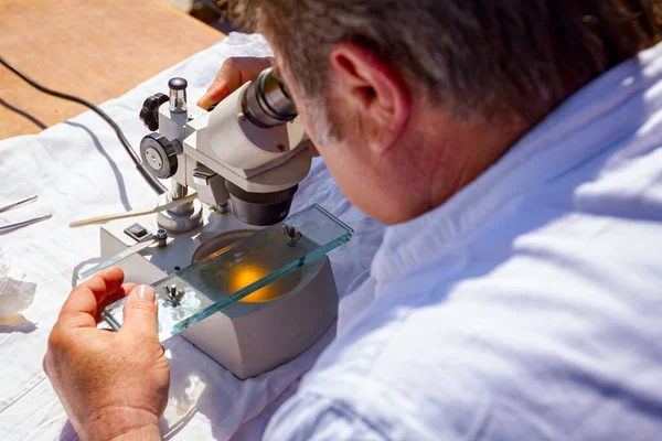 一位兽医正在室外实验室的电子显微镜下对肉品 猪肉肺组织 三叉神经病的样本进行检查 并对玻璃砖进行检查 — 图库照片